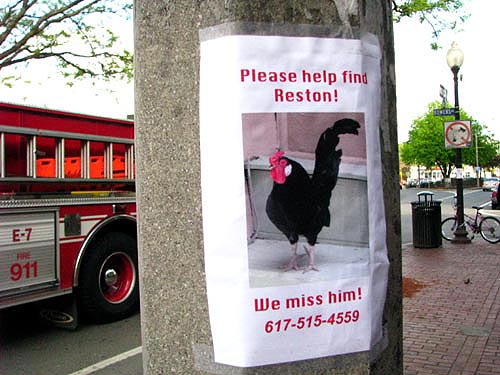 funny_lost_found_pet_signs_22