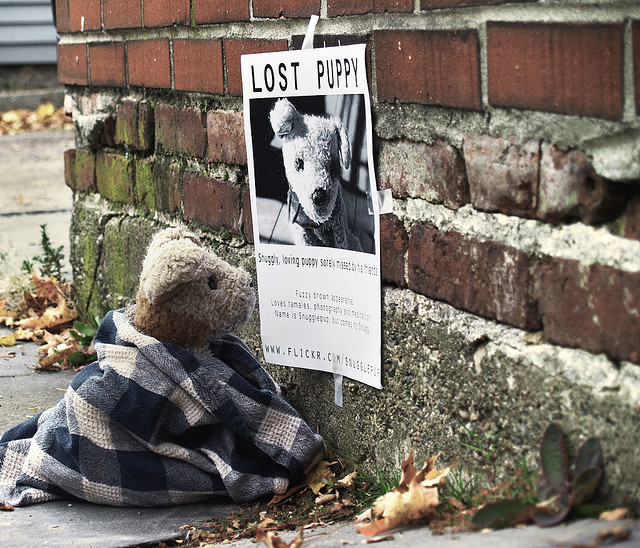 lost missing found puppy dog